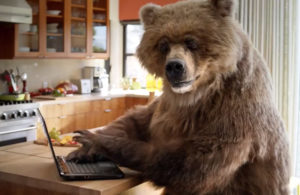 a brown california bear in a kitchen sitting in front of a laptop